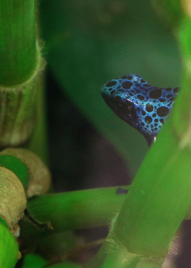 Blue Poison Dart Frog Photograph by Robert Wilder Jr