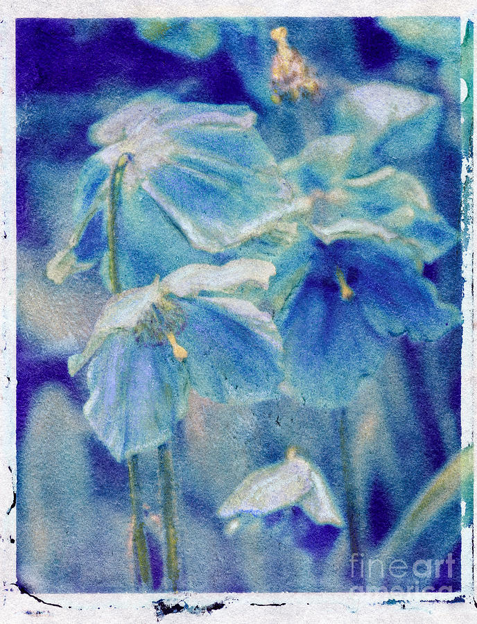 Blue poppies 2 Photograph by Jill Greenaway