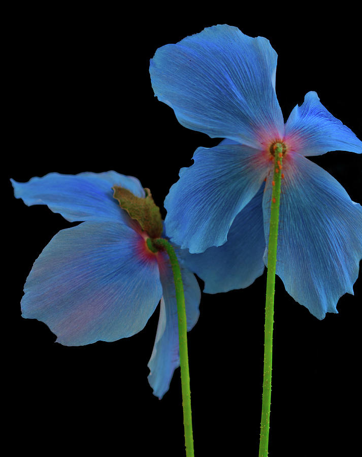 Blue Poppies Photograph by Robert Pilkington
