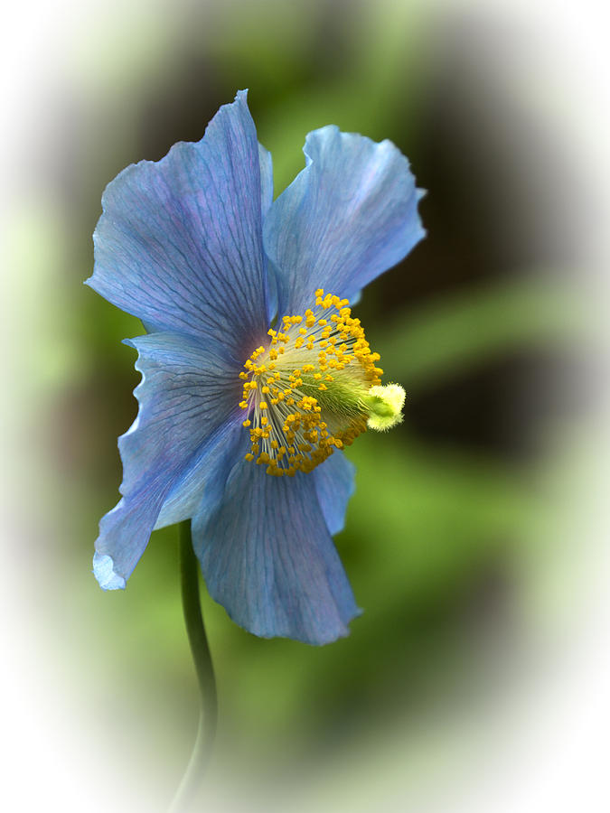Blue Poppy - 365-48 Photograph by Inge Riis McDonald