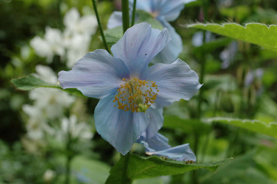 Blue Poppy Photograph by Adrian Wale