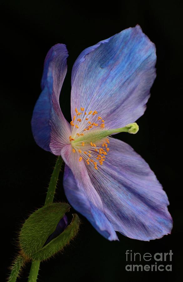 Blue Poppy and Bud Photograph by Cindy Manero