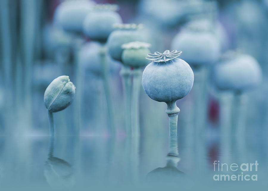 Nature Photograph - Blue Poppy Capsules  by Tanja Riedel
