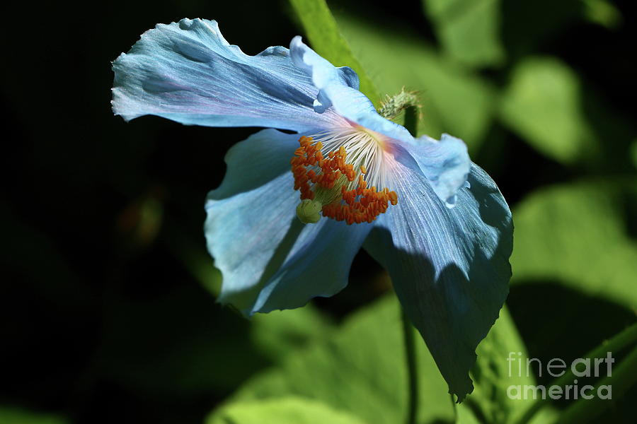 Blue Poppy Photograph by Christiane Schulze Art And Photography