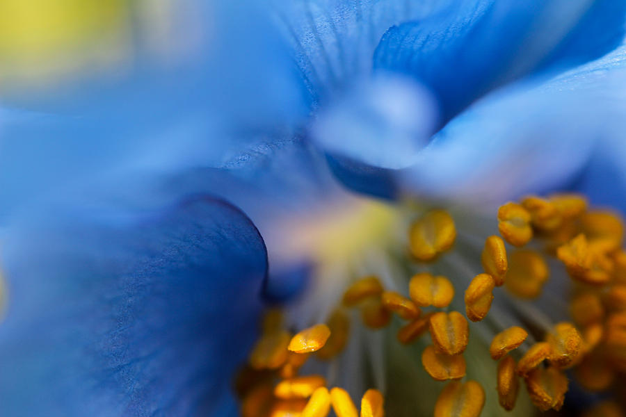 Blue Poppy Detail 2 Photograph by Mo Barton