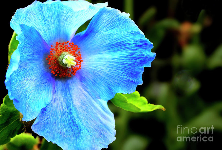 Blue Poppy Flower Photograph