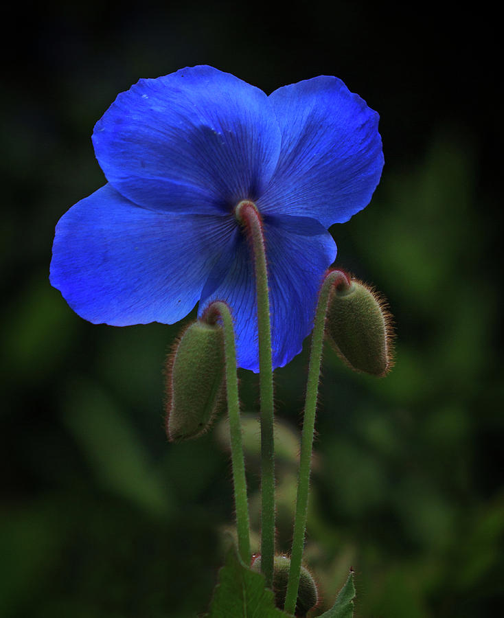 Blue Poppy Glow Photograph by Robert Pilkington