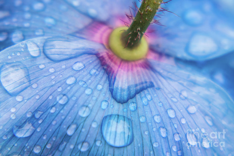 Blue Poppy in the Rain Photograph by Jill Greenaway