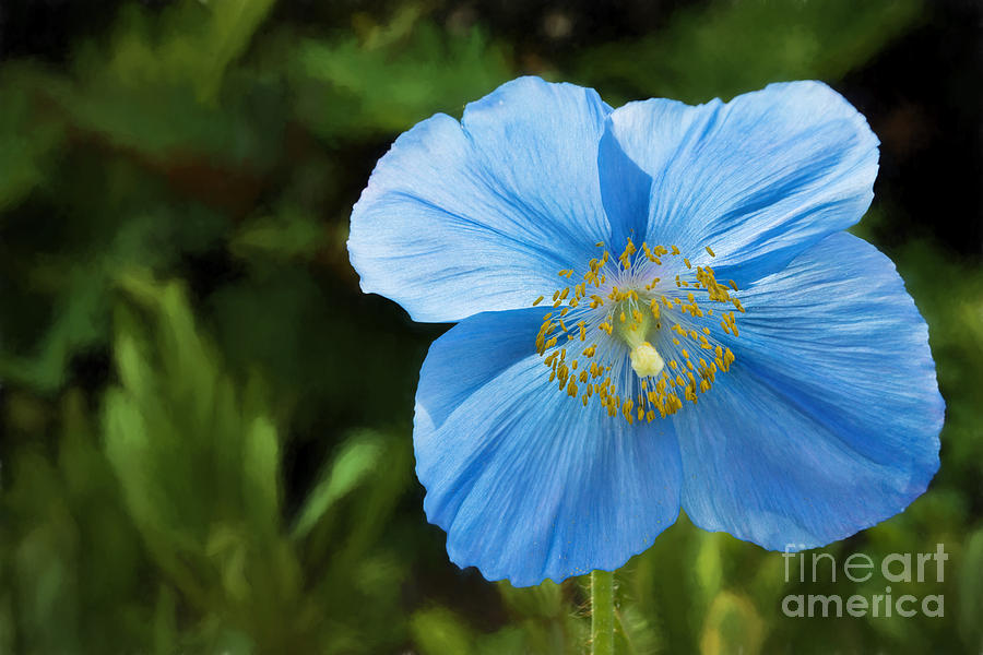 Blue Poppy Photograph by Inge Riis McDonald