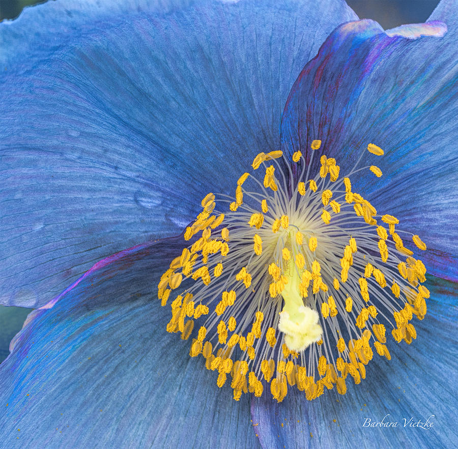 Closeup Photograph - Blue Poppy macro by Barbara Vietzke