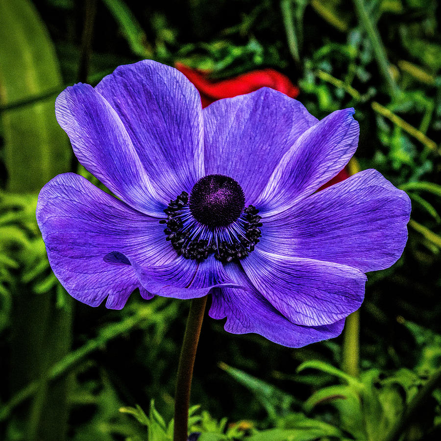 Blue Poppy Photograph by Nick Zelinsky Jr