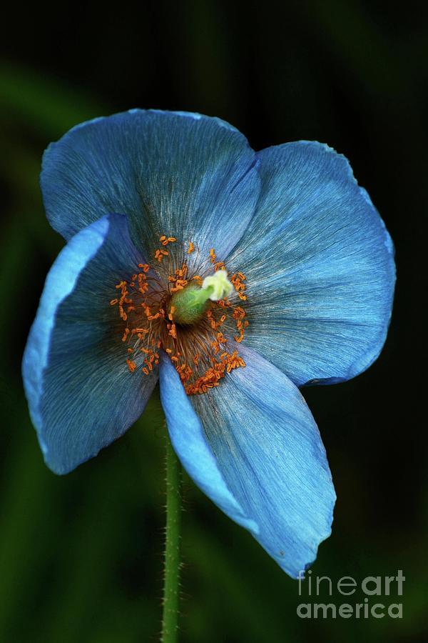 Blue Poppy Vertical Photograph by Cindy Manero