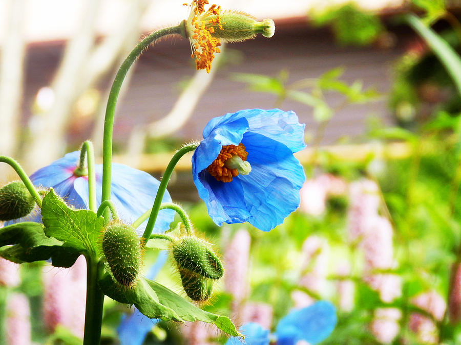 Flowers Still Life Photograph - Blue Poppy by Zinvolle Art