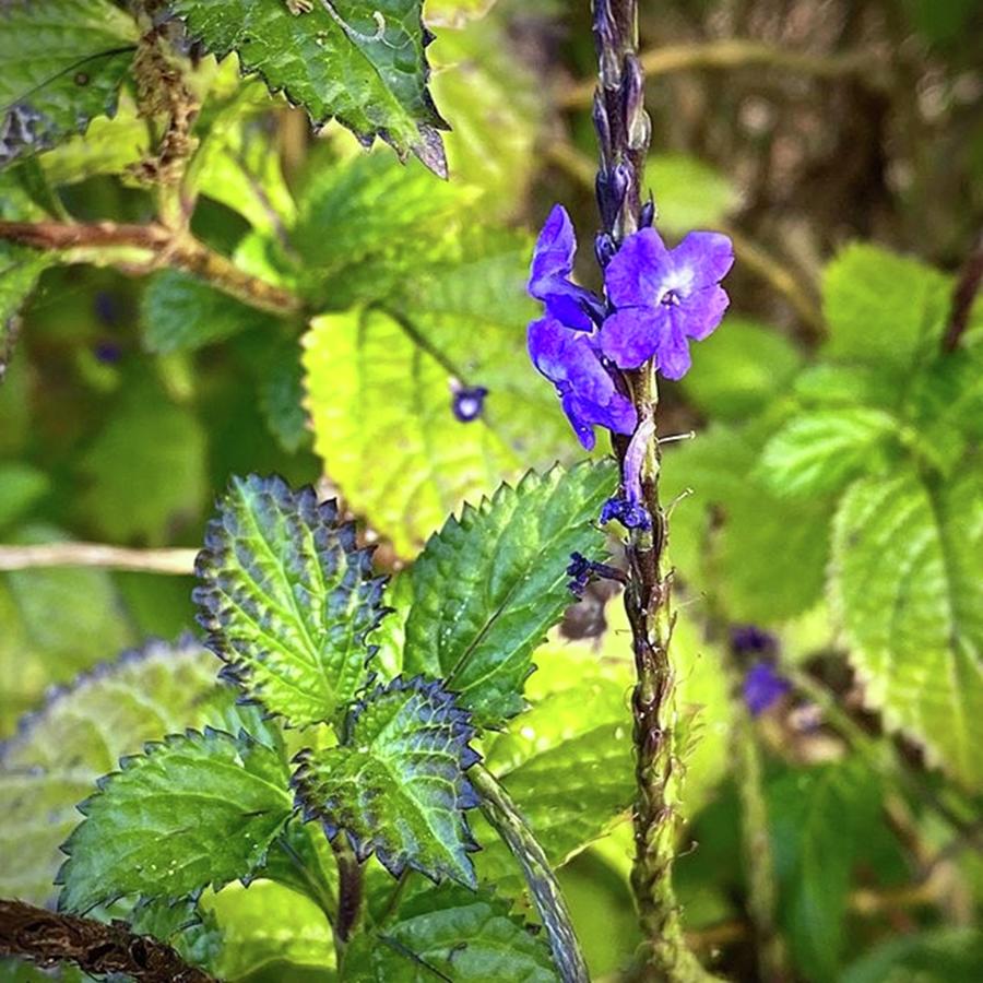 Flower Photograph - Blue Porter Weed, Taken In Gulfport, Fl by Jori Reijonen