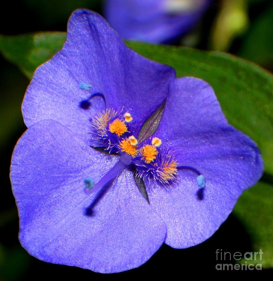 Blue Potato Shrub Photograph by Ashley Keller - Fine Art America