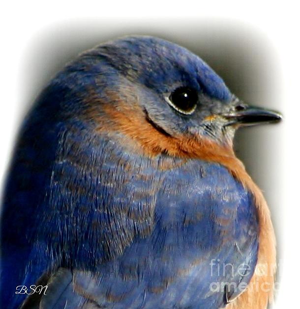 Bluebird Photograph - Blue Profile by Barbara S Nickerson