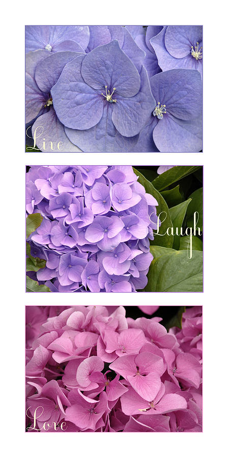 Flower Photograph - Blue Purple and Pink by Jessica Wakefield