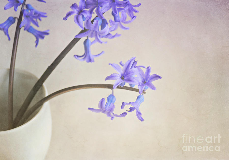 Blue purple flowers in white china cup Photograph by Lyn Randle