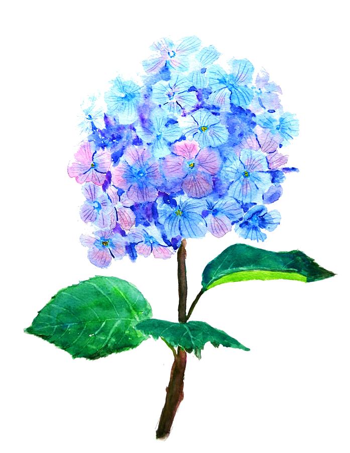 Romantic Flower Painting - Blue Purple Hydrangea by Color Color