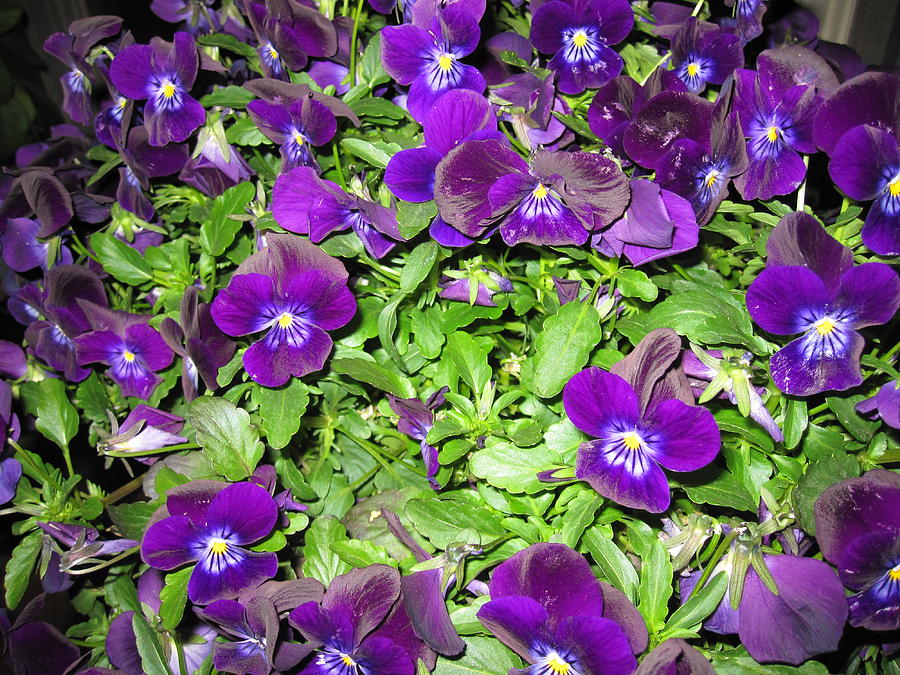Blue Purple Pansies Photograph by Lori Chartier