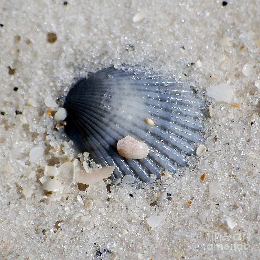 Blue Purple Ribbed Sea Shell Macro Buried in Fine Wet Sand Square Format Photograph by Shawn OBrien