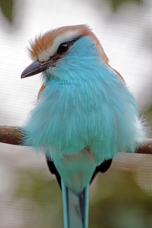 Bird Photograph - Blue Racket-tailed Roller by Daniel Caracappa