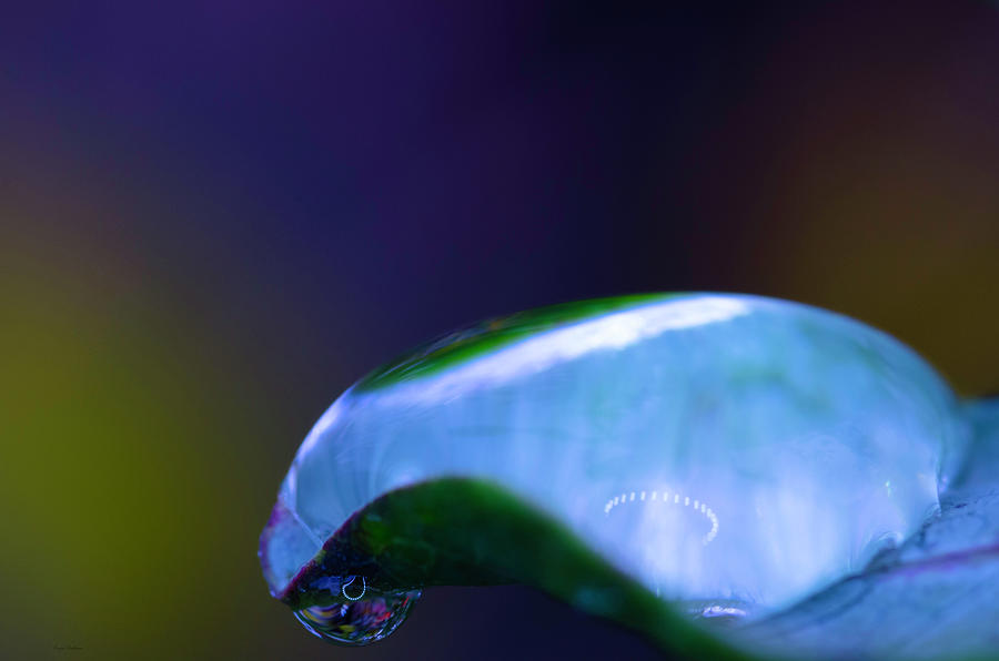 Blue Raindrop Photograph by Crystal Wightman