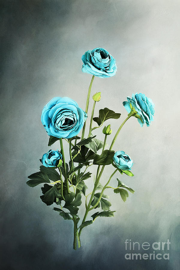 Flower Photograph - Blue Ranunculus by Stephanie Frey
