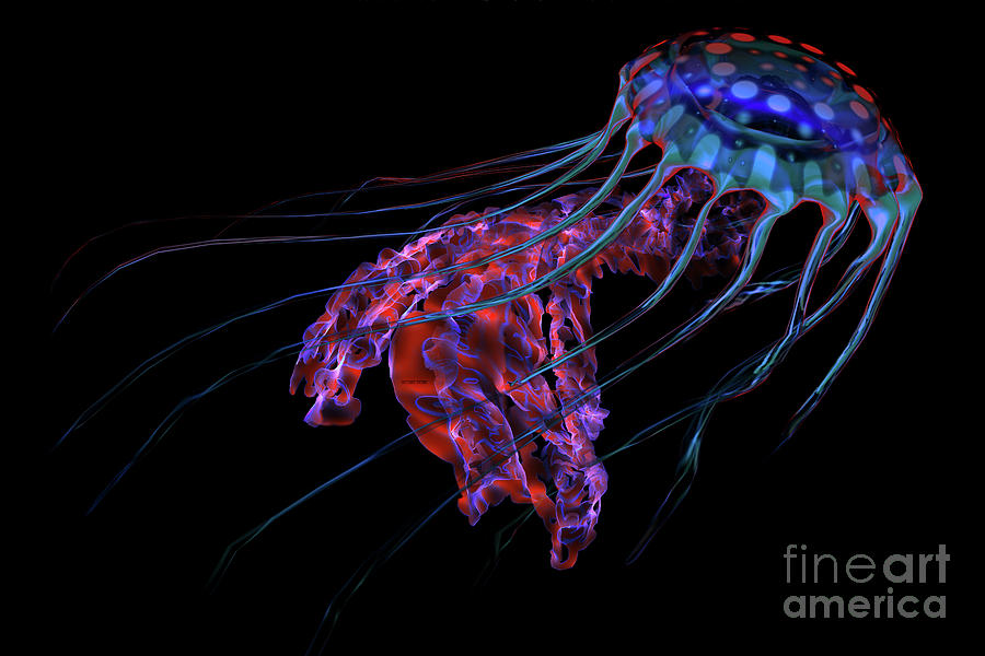 Blue Red Jellyfish on Black Digital Art by Corey Ford