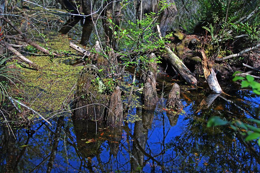  Blue Reflections in the Slough Photograph by Michiale Schneider