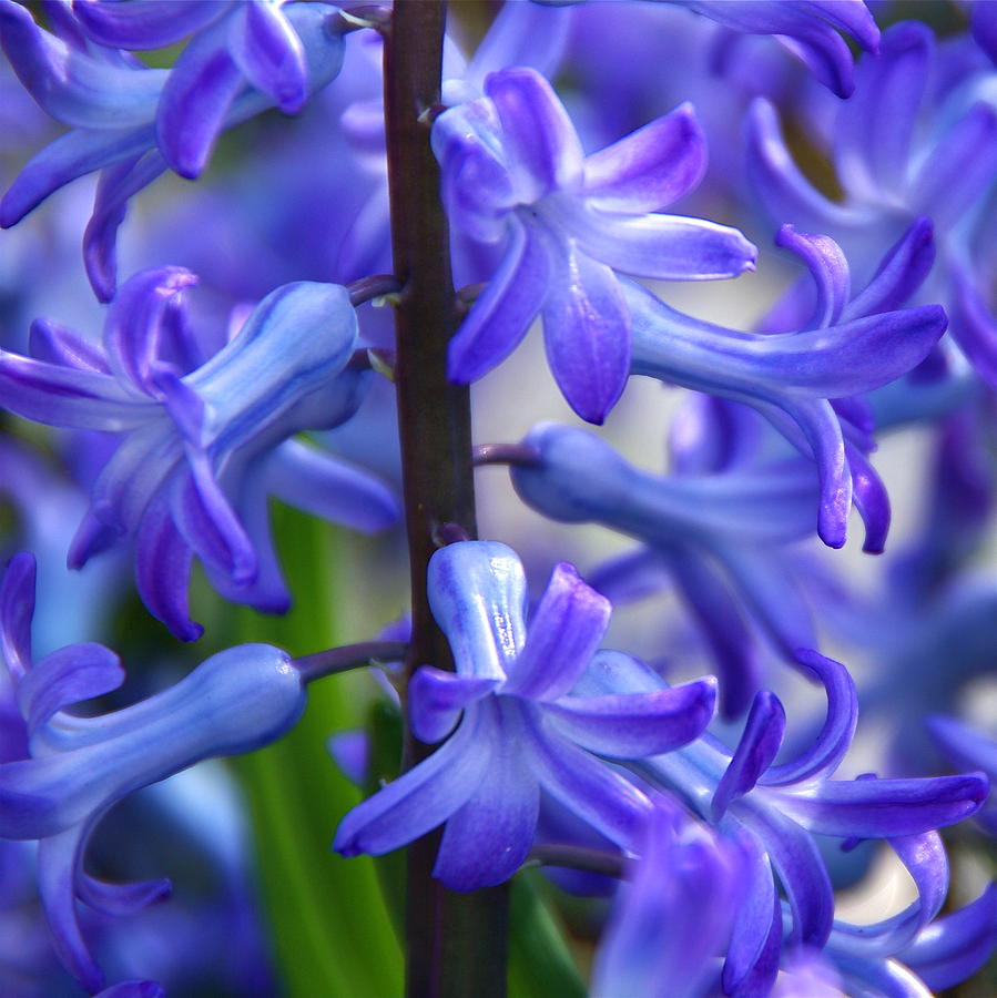 Flower Photograph - Blue Rhapsody by Byron Varvarigos