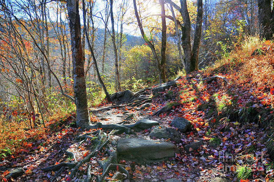Blue Ridge Autumn Forest Photograph by Savannah Gibbs