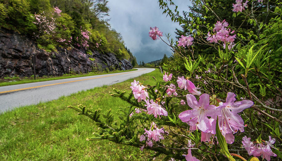 Blue Ridge Bloom Photograph by Dana Foreman