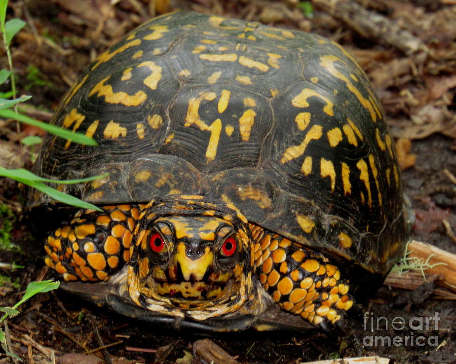 Blue Ridge Box Turtle Photograph by Joshua Bales