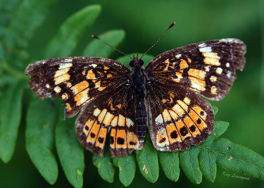 Nature Photograph - Blue Ridge Butterfly by Kay Lovingood