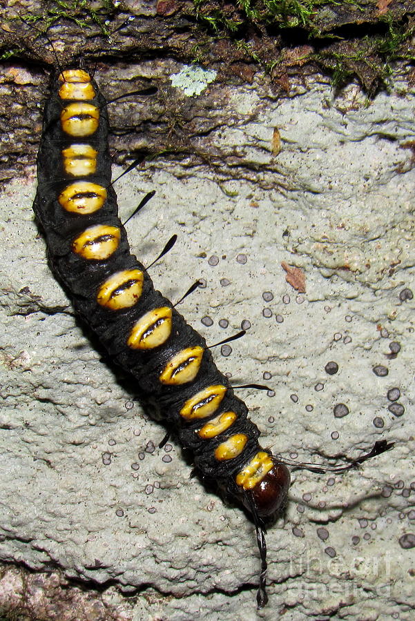 Blue Ridge Caterpillar Photograph by Joshua Bales