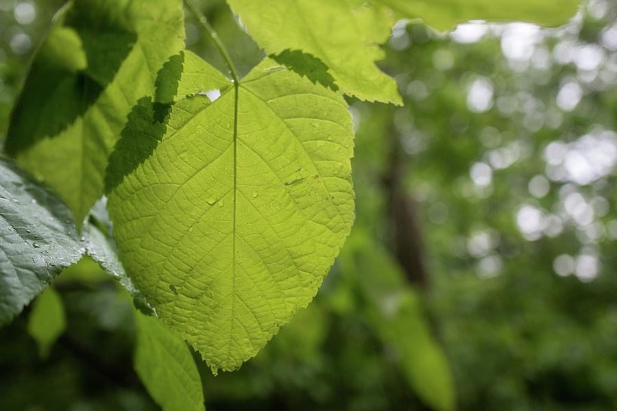 Blue Ridge Leaf Photograph by Doug Ash