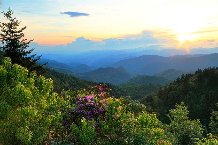 Blue Ridge Parkway And Rhododendron  Photograph by Carol Montoya