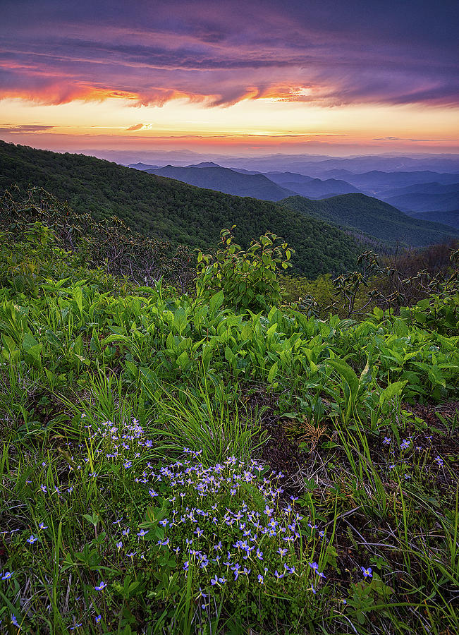 Blue Ridge Parkway Photograph - Blue Ridge Parkway - Bluets by Jason Penland Blue Ridge Parkway Photograph - Blue Ridge Parkway - Bluets by Jason Penland