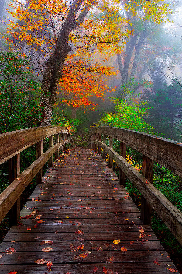 Blue Ridge Parkway - Leaving Photograph by Jason Penland - Fine Art America