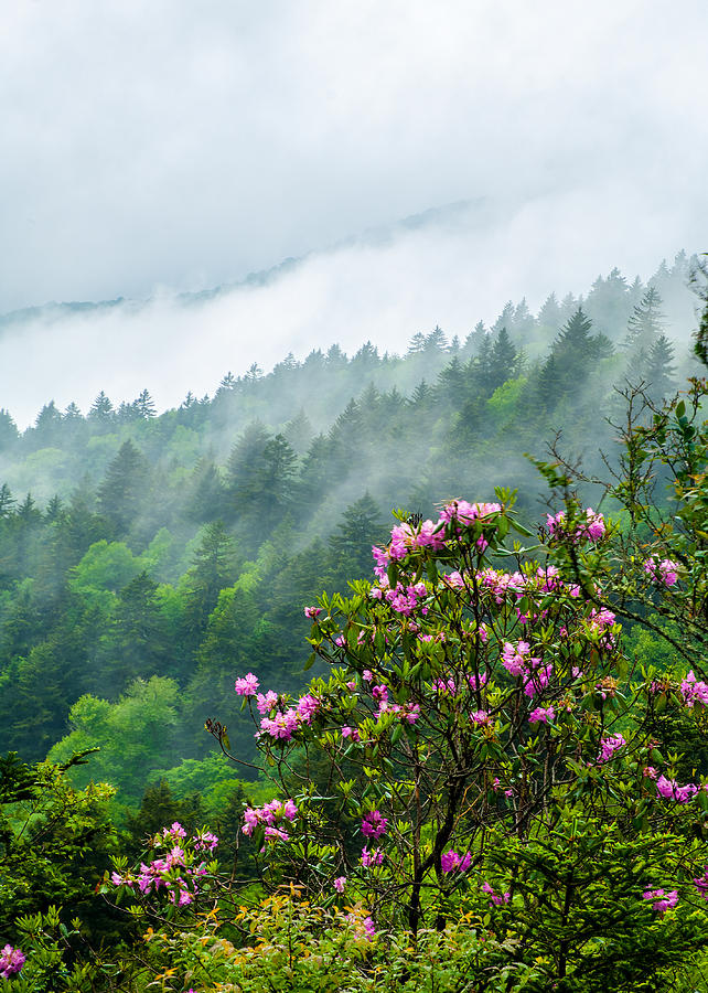 Mountain Photograph - Blue Ridge Parkway NC Rhododendron Bloom by Robert Stephens