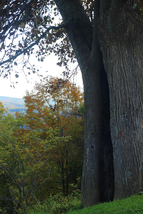 Nature Photograph - Blue Ridge Parkway Tree by Cathy Lindsey