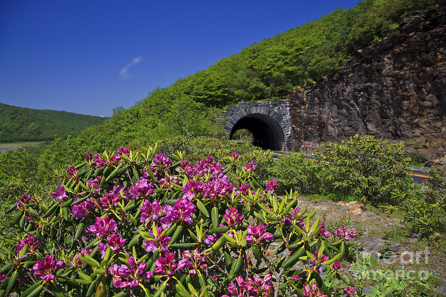 Blue Ridge Parkway Tunnel and Catawba Rhododendron Photograph by Jill Lang