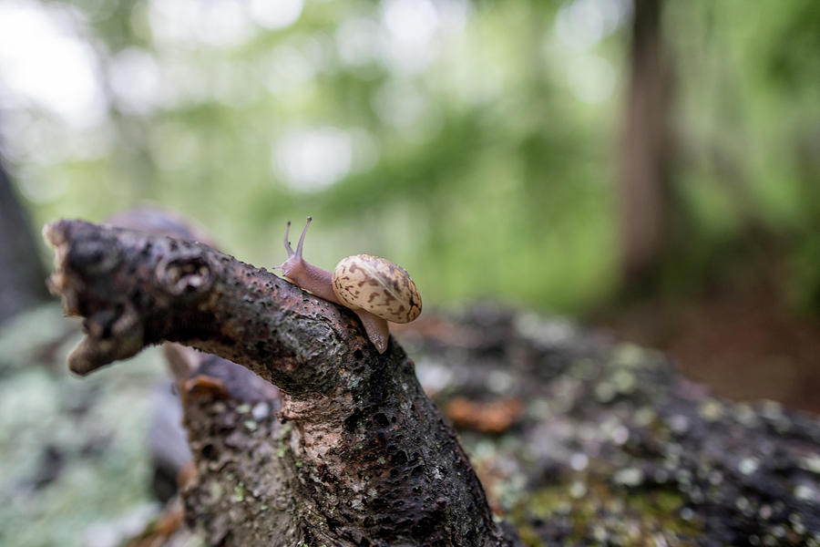 Blue Ridge Snail Photograph by Doug Ash