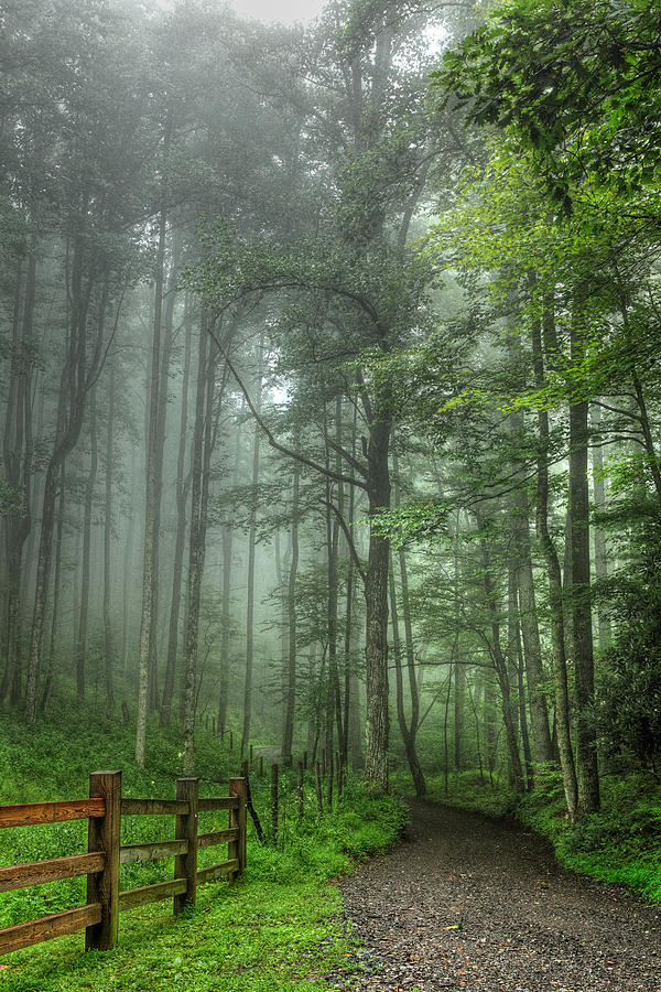 Blue Ridge - Trees in Fog Country Road I Photograph by Dan Carmichael