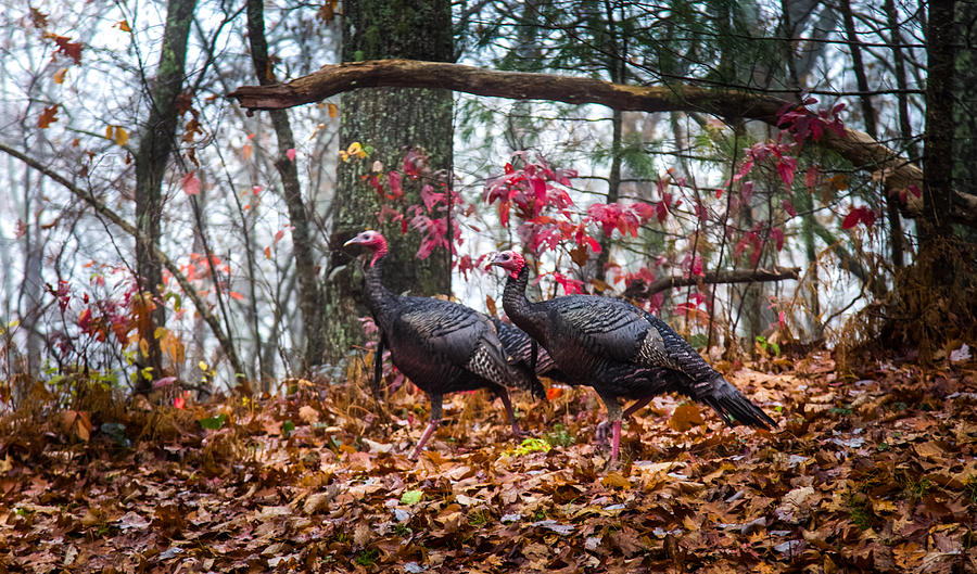 Thanksgiving Photograph - Blue Ridge Turkey Trot by Karen Wiles