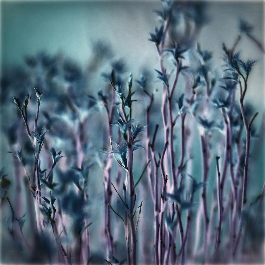 Blue Roadside Grass Photograph by Sheryl Karas