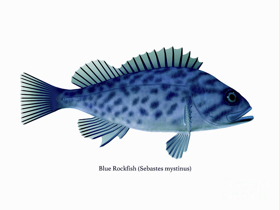 Blue Rockfish Digital Art by Corey Ford