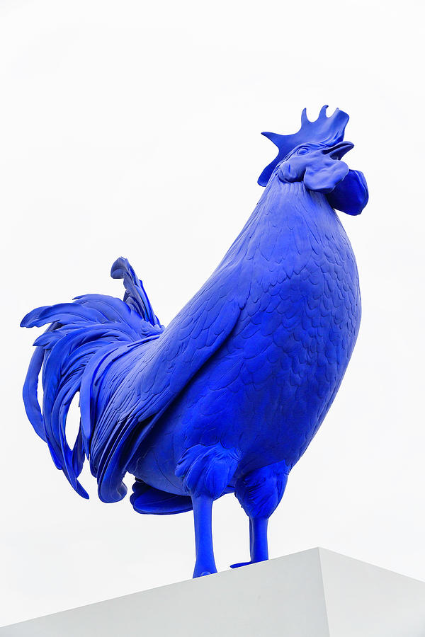 Blue Rooster Photograph by Fran Gallogly