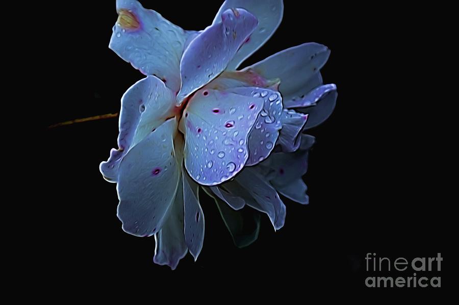 Blue Rose And Dew Photograph by Diana Mary Sharpton